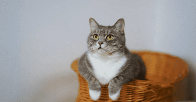 Is Sheba Cat Food Healthy? 5 Key Insights to Consider
